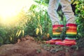 Farmer girl with colorful rubber boots, green pepper and chilli plants. Horticulture and gardening Royalty Free Stock Photo