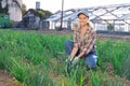 Girl works on garden bed cuts bunches of salad leek and puts them in box for transportation Royalty Free Stock Photo