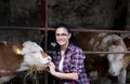 Farmer girl with heifers Royalty Free Stock Photo