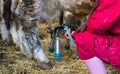 Farmer girl with milking machine in cow stable Royalty Free Stock Photo