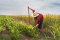 Farmer girl in the sugar beet field Royalty Free Stock Photo