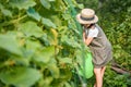 Farmer girl in summer straw hat. Little vegetables gardener farming in garden. Big green watering can water fresh Royalty Free Stock Photo