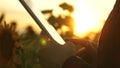 Farmer girl working with a tablet in a sunflower field. close up. female agronomist business correspondence. business Royalty Free Stock Photo