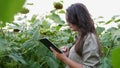 Farmer girl working with tablet in sunflower field inspects blooming sunflowers, business woman analyzing harvest Royalty Free Stock Photo