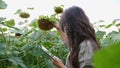 Farmer girl working with tablet in sunflower field inspects blooming sunflowers, business woman analyzing harvest Royalty Free Stock Photo