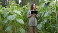 Farmer girl working with tablet in sunflower field inspects blooming sunflowers, business woman analyzing harvest Royalty Free Stock Photo