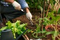 Farmer in gloves on his hands planting young eggplant seedling in dry soil in organic garden. Eco-friendly horticulture Royalty Free Stock Photo