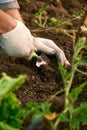 Farmer in gloves on his hands planting young eggplant seedling in dry soil in organic garden. Eco-friendly horticulture Royalty Free Stock Photo