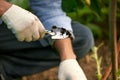 Farmer in gloves on his hands planting young eggplant seedling in dry soil in organic garden. Eco-friendly horticulture Royalty Free Stock Photo