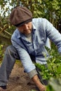 Farmer in gloves on his hands planting young eggplant seedling in dry soil in organic garden. Eco-friendly horticulture Royalty Free Stock Photo