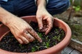 Farmer in gloves on his hands planting young eggplant seedling in dry soil in organic garden. Eco-friendly horticulture Royalty Free Stock Photo