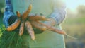 The farmer in gloves holds a large bunch of carrots. Organic farming concept Royalty Free Stock Photo