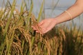 Farmer and golden organic rice field