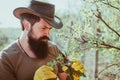 Farmer grafting branch in orchard. Portrait of father while working in garden.