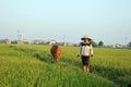 A farmer is grazing cows on the green rice field Royalty Free Stock Photo