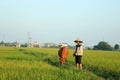 A farmer is grazing cows on the green rice field Royalty Free Stock Photo