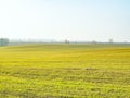 Farmer green field against the sky