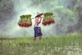 Farmer on green fields holding rice baby Royalty Free Stock Photo