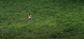 Farmer in on a green meadow