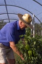 Farmer and green pepper