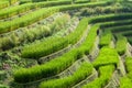 Farmer in green terraced rice field at Ban Pa Bong Peay in Chian Royalty Free Stock Photo