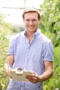 Farmer In Greenhouse Checking Tomato Plants Royalty Free Stock Photo
