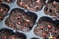 Farmer growing coriander seed in the soil at the home garden. Close up of red seed in the plastic tray. Organic faming vegetable Royalty Free Stock Photo