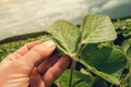 Farmer growing organic soya bean