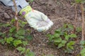 Farmer hand dressed in a glove giving chemical fertilizer to soil next to the raspberry bushes in the garden