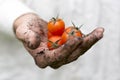 Farmer hand full of fresh cherry tomatoes