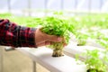 Farmer hand harvesting hydroponic vegetable plant Coriander or Cilantro Royalty Free Stock Photo