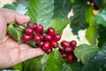 Farmer hand is havesting Arabrica Coffee berry ripening on plant in organic farm Royalty Free Stock Photo