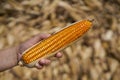 Farmer hand hold ear of maize Royalty Free Stock Photo