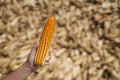 Farmer hand hold ear of yellow and orange maize with irregular rows of kernels.Mature maize ear on a stalk.background is blur maiz Royalty Free Stock Photo