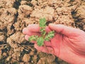 Farmer hand hold rapeseed in spring field. agriculturalist check quality of flower, pests Royalty Free Stock Photo