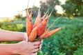 Farmer hand holding a bunch of fresh bright carrots in garden outdoor. Selective focus Royalty Free Stock Photo