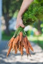 A bunch of fresh carrots with greens in farmer`s hand. Royalty Free Stock Photo