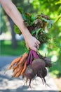 A bunch of fresh carrots and beets with greens in farmer`s hand. Royalty Free Stock Photo