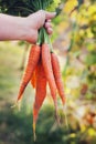 Farmer hand holding a bunch of fresh organic carrots in autumn garden outdoor Royalty Free Stock Photo