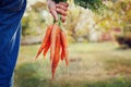 Farmer hand holding a bunch of fresh organic carrots in autumn garden outdoor Royalty Free Stock Photo