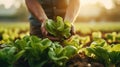 Farmer hand holding fresh green lettuce seedling in vegetable garden at sunset Generative AI