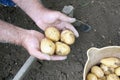 Farmer hand holding some freshly harvested potatoes