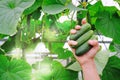 Farmer hand holding three fresh harvested cucumber on cucumber plants background in greenhouse. Organic farming, local bio farm, Royalty Free Stock Photo