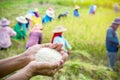 Farmer hand holding uncooked white rice over blur background of people harvesting