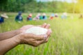 Farmer hand holding uncooked white rice over blur background of people harvesting