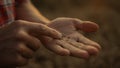 Farmer hand holding wheat grain at golden sunlight field close up. Crop concept. Royalty Free Stock Photo