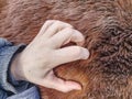 Farmer hand on horse body, close up