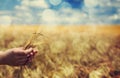 Farmer hand keep green wheat spikelet. Royalty Free Stock Photo