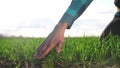 farmer hand. man farmer a working in the field inspects the crop wheat germ eco natural a farming. business agriculture Royalty Free Stock Photo