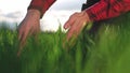 farmer hand. man farmer a working in the field inspects the crop wheat germ eco natural a farming. business agriculture Royalty Free Stock Photo